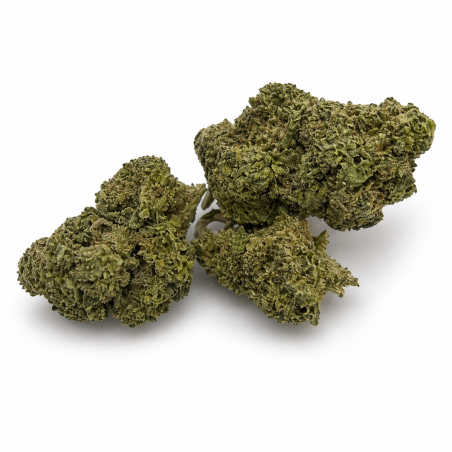 La Chupacabra Magic Sauce – fleur puissante aux arômes gourmands et effets progressifs