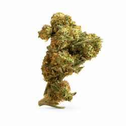 Fleur de CBD Mandarine Kush CBD Garden au goût fruité mandarine, Fleur de CBD puissante et naturelle