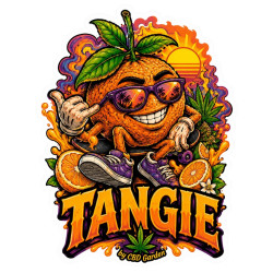 Fleur de CBD Tangie