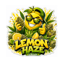Fleur Lemon Haze THCV-N10 sativa puissante aux arômes citronnés – CBD Garden