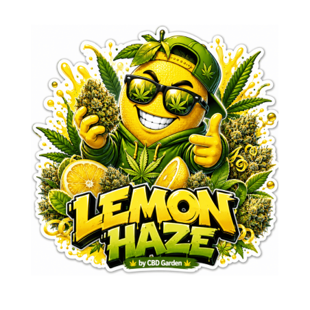 Fleur Lemon Haze THCV-N10 sativa puissante aux arômes citronnés – CBD Garden
