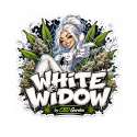 Fleur White Widow THCV-N10 cbd puissant