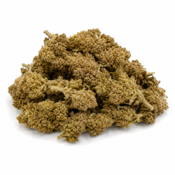 Fleur de CBC Purple Mahraja Outdoor