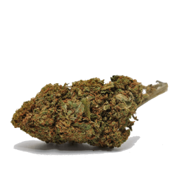 FLEUR DE CBD SUPER LEMON HAZE - CBD GARDEN
