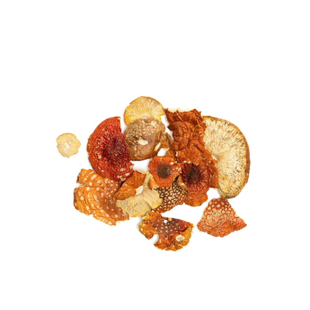 CHAMPIGNON AMANITA MUSCARIA