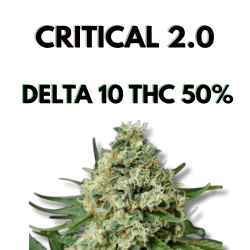 Fleur Critical 2.0 Delta-10 50 % fleur puissante à effet intense – CBD Garden