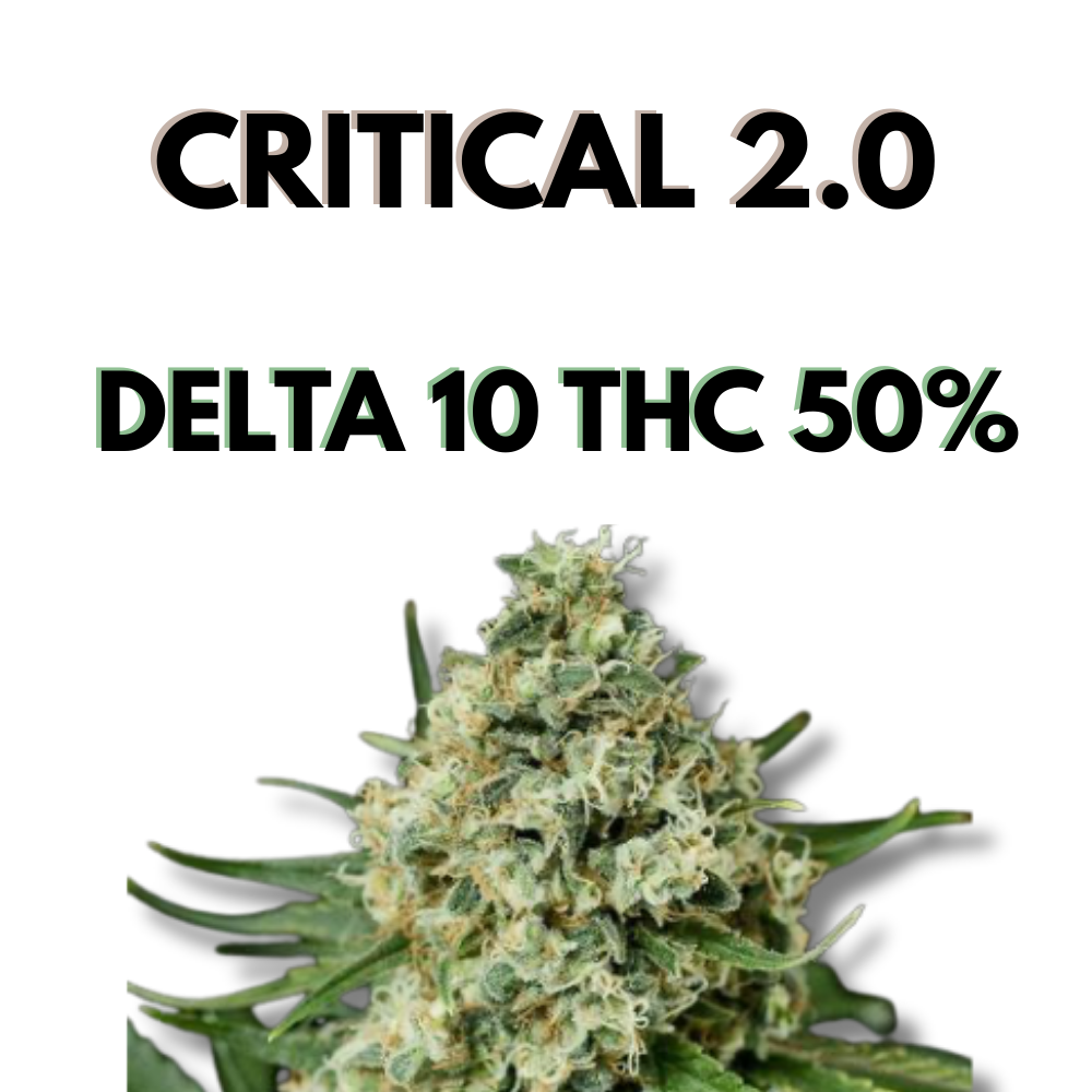 Fleur Critical 2.0 Delta-10 50 % fleur puissante à effet intense – CBD Garden
