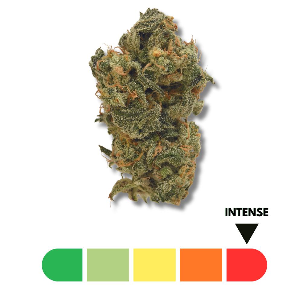 Snow White Delta-10 THC 60% – Têtes volumineuses, résine brillante et arômes intenses disponibles chez CBD Garden.