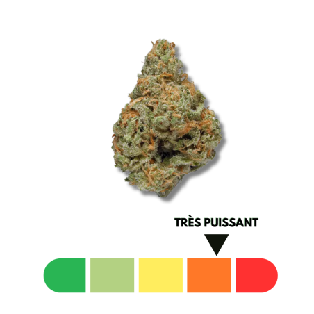 Royal Dwarf Delta-10 THC 50% – Génétique Dwarf x Skunk, arômes puissants et effet dynamique chez CBD Garden.