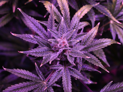 Où acheter du CBD dans le Cantal (15) ?