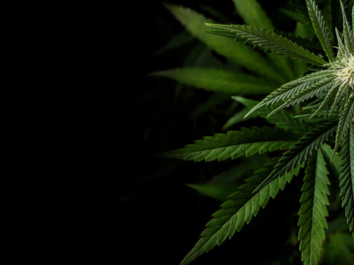 Les bienfaits du CBD : Mythe ou réalité ?