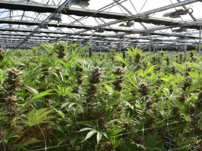 Pourquoi les gummies CBD ont autant de succès ? Avantages, effets et conseils